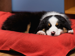 Image showing Australian shepherd puppy