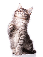 Image showing Maine Coon kitten on white