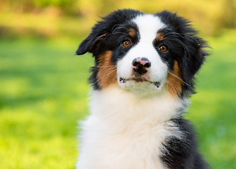 Image showing Australian shepherd puppy