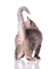 Image showing Maine Coon kitten on white