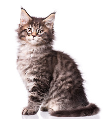 Image showing Maine Coon kitten on white