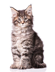 Image showing Maine Coon kitten on white