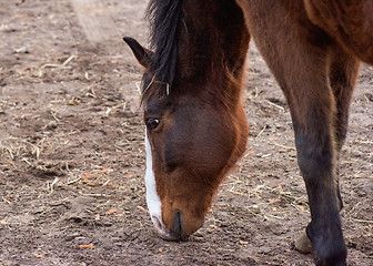 Image showing Horse eating straw