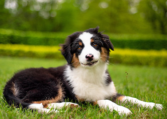 Image showing Australian shepherd puppy