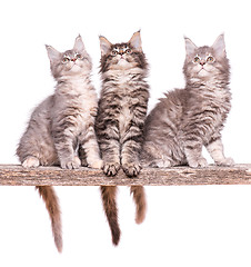 Image showing Maine Coon kitten on white