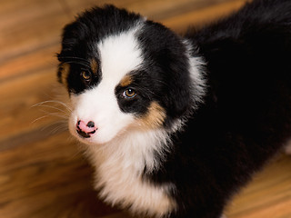 Image showing Australian shepherd puppy