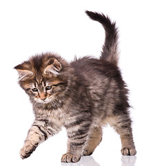 Image showing Maine Coon kitten on white