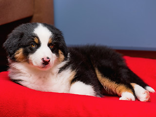 Image showing Australian shepherd puppy