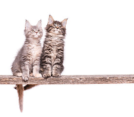 Image showing Maine Coon kitten on white