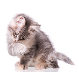 Image showing Maine Coon kitten on white