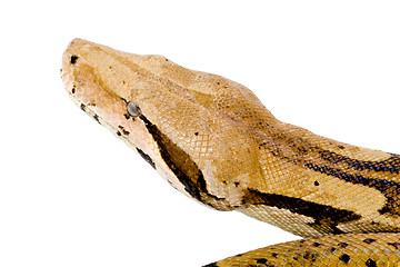 Image showing Head of a Boa
