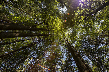 Image showing A view into the tree crowns.