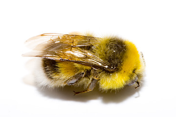 Image showing Bumblebee 