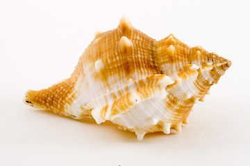 Image showing Conch