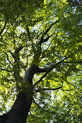 Image showing A view into the tree crown.