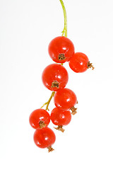 Image showing Red Currants