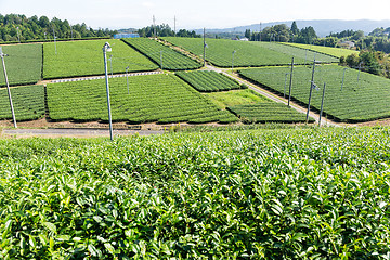 Image showing Tea field 