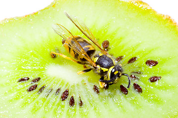 Image showing Wasp on a Kiwifruit