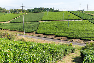 Image showing Green Tea garden