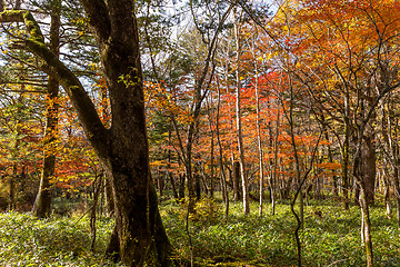 Image showing Autumn forest