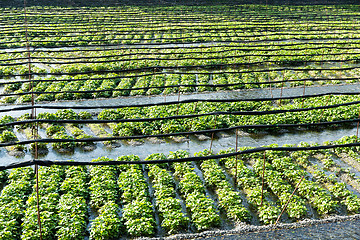 Image showing Green Wasabi farm in Japan