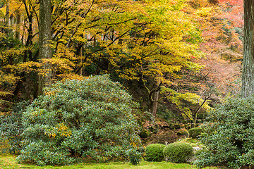 Image showing Autumn landscape in Japanese park