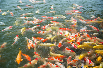 Image showing Koi fish swimming in pond