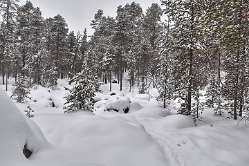 Image showing Winter Snowy Landscape