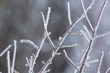 Image showing Icy Frosted Branches