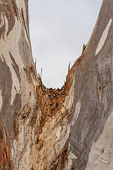 Image showing Tree trunk bark