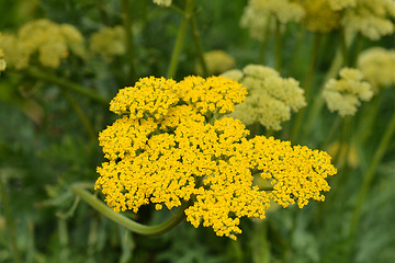 Image showing Gold plate yarrow