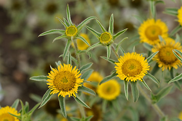 Image showing Spiny Starwort