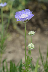 Image showing Caucasian pincushion flower