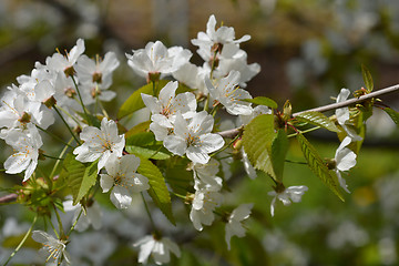 Image showing Sweet cherry