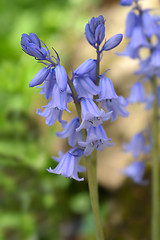 Image showing Spanish bluebell