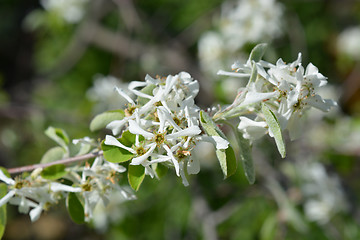 Image showing Snowy mespilus