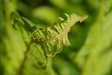 Image showing Common fern