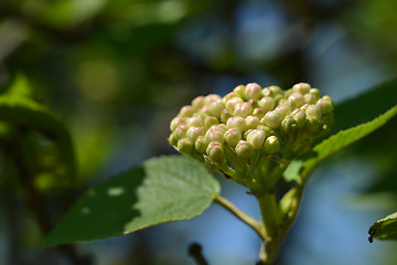 Image showing Wayfaring tree flowers