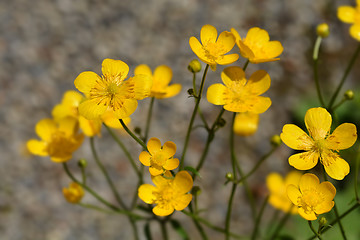 Image showing Creeping buttercup