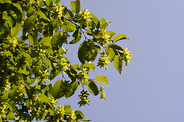 Image showing European hornbeam