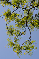 Image showing Honey locust