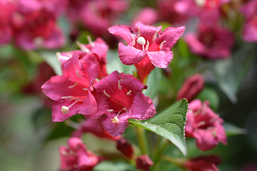 Image showing Bristol Ruby Weigela