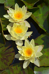 Image showing Yellow water lily Chromatella