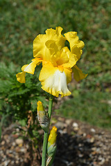 Image showing Tall bearded iris Fringe of gold
