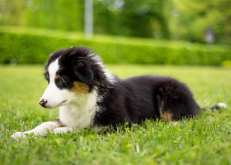 Image showing Australian shepherd puppy