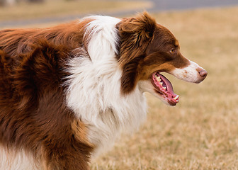 Image showing Australian Shepherd on meadow