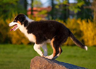 Image showing Australian shepherd puppy