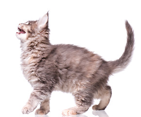 Image showing Maine Coon kitten on white