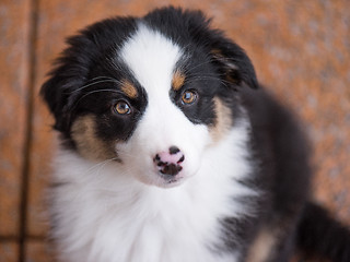 Image showing Australian shepherd puppy