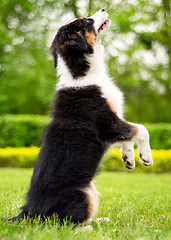 Image showing Australian shepherd puppy